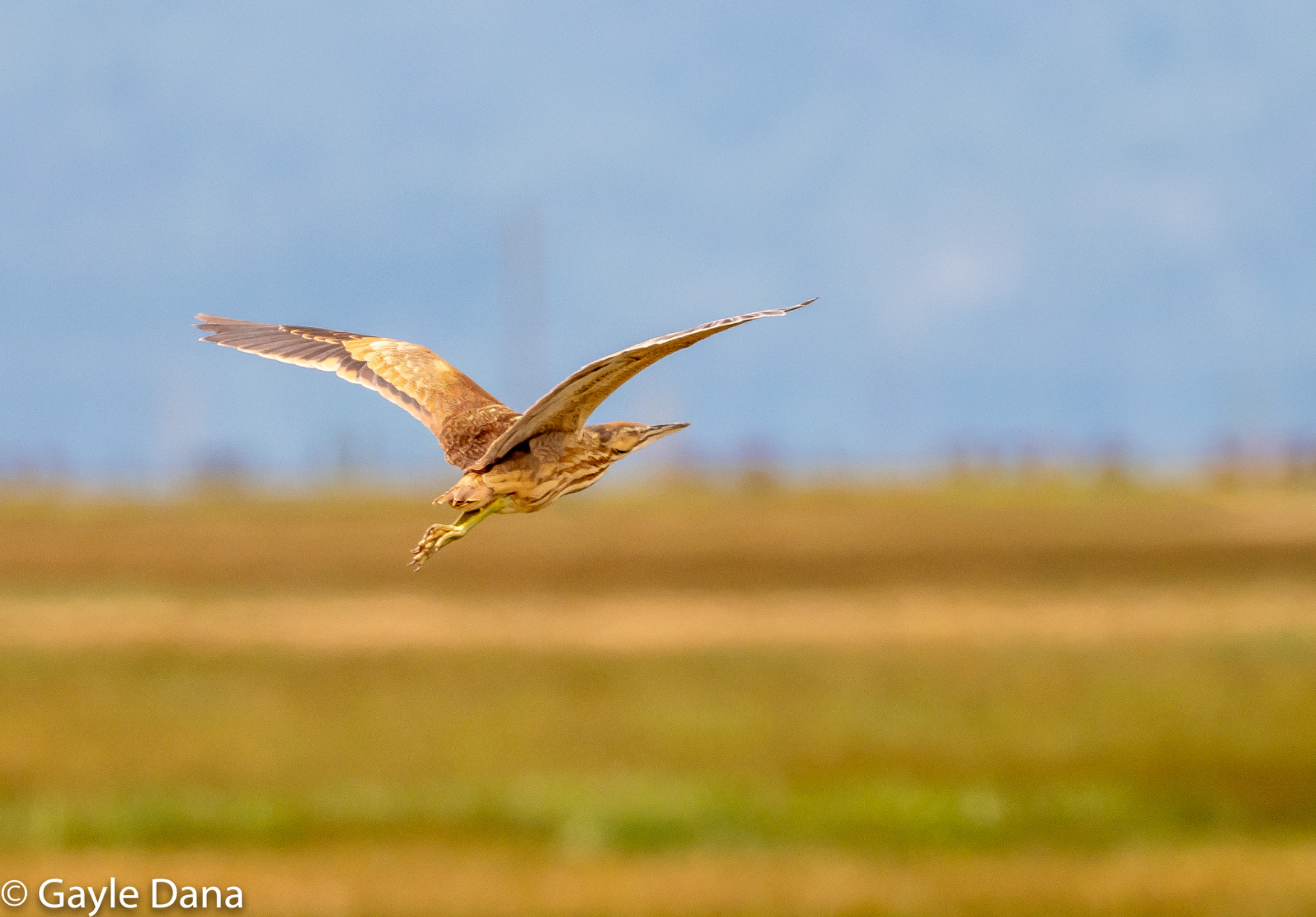 Bittern in flight